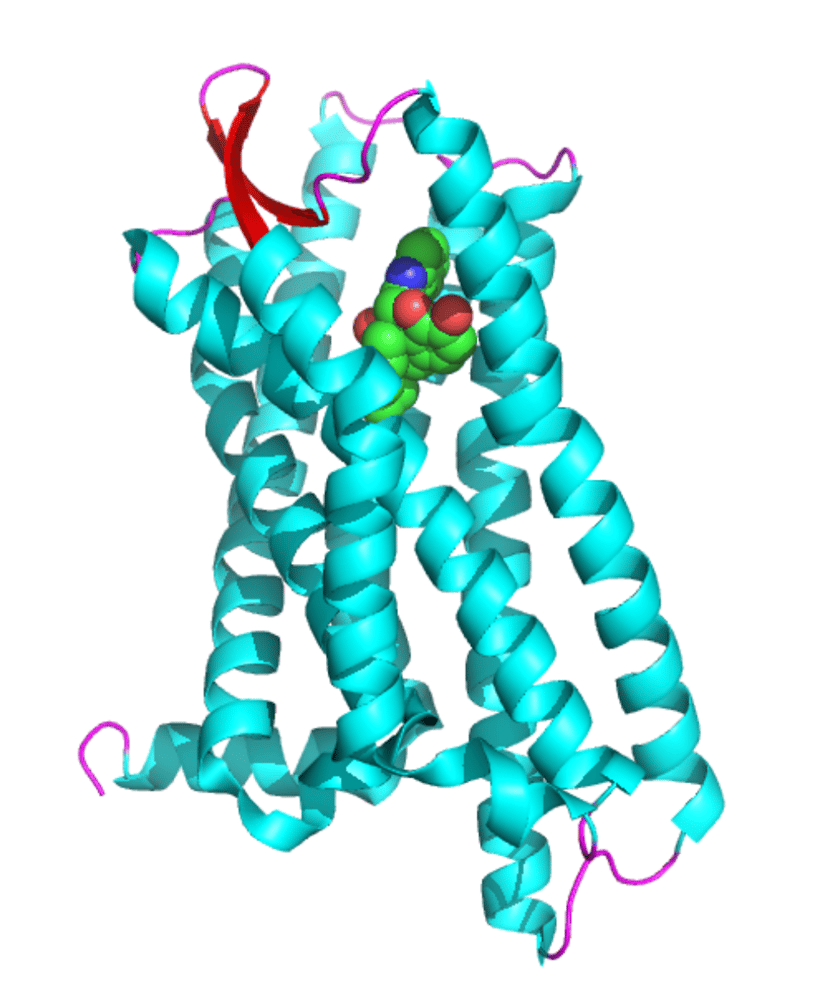 δ-opioid receptor