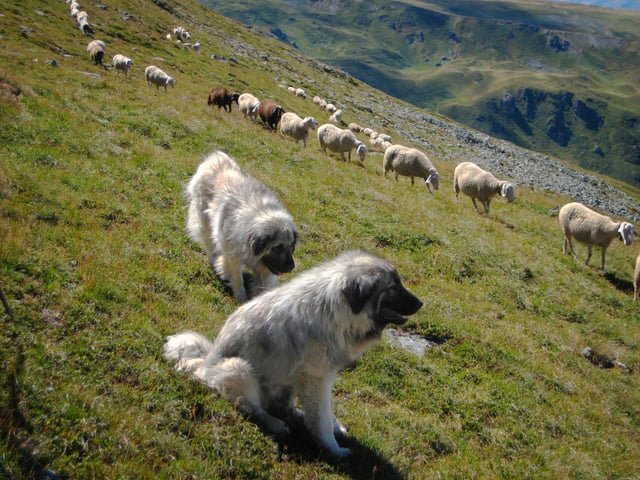 Šarplaninac guard sheep near Lake Peak in Kosovo  .