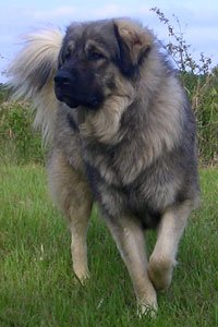 Šarplaninac